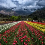 Kashmir Tulip Season 2026