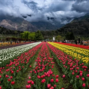 Kashmir Tulip Season 2026