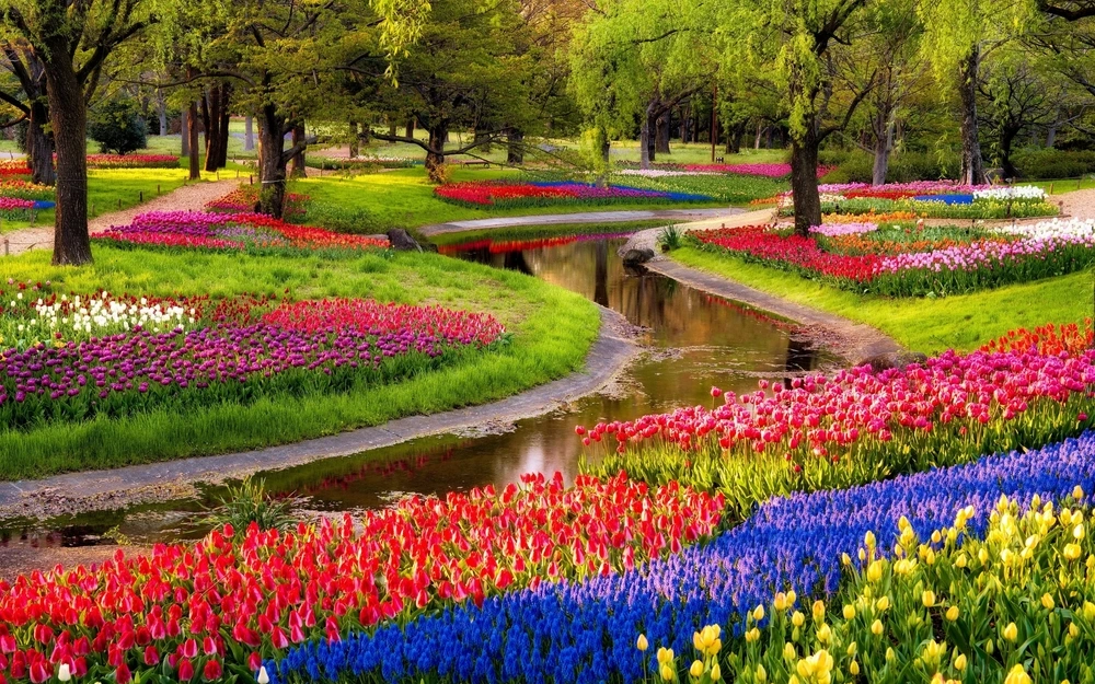 kashmir tulip season 2026