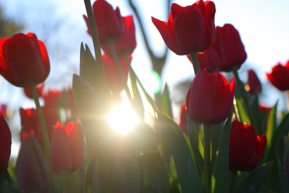 tulip sunrise